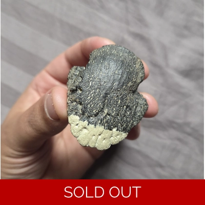 Rare Fossil Hadrosaur Ungual Claw Bone Dinosaur Two Medicine Fm Rare Fossil Hadrosaur Ungual Claw Bone Dinosaur Two Medicine Fm